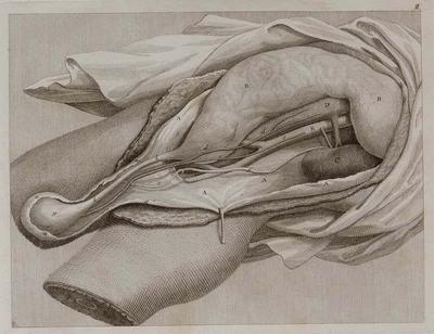 9016
<br/>
Commentarius de structura peritonaei, testiculorum tunicis.
<br/>
<em></em>